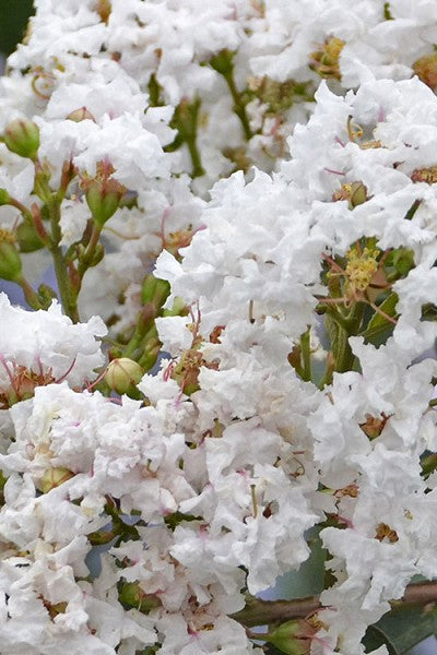 Crape Myrtle Like A Latte