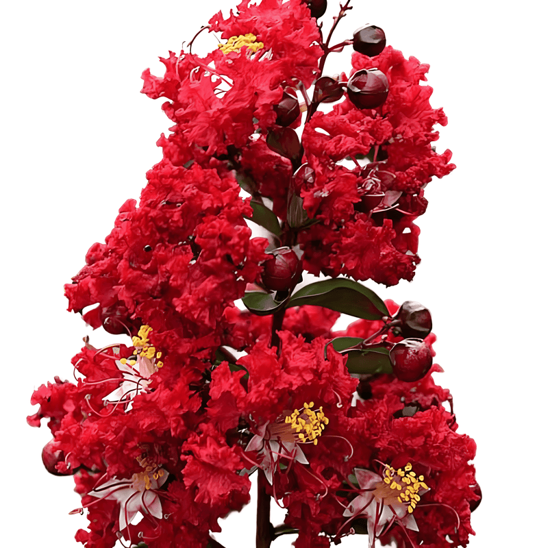 Crape Myrtle Multi-Color