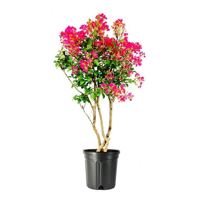 Crape Myrtle Multi-Color