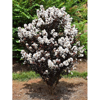 Crape Myrtle Natchez