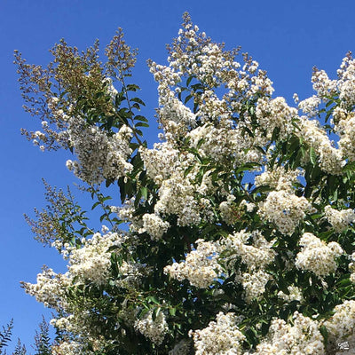 Crape Myrtle Natchez