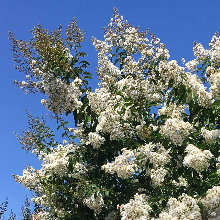 Crape Myrtle Natchez