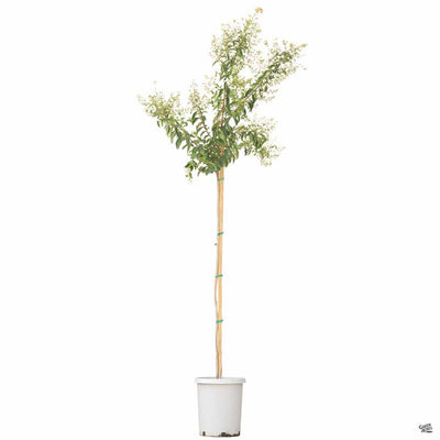 Crape Myrtle Natchez