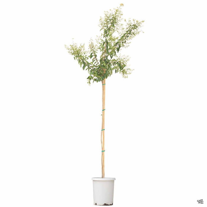 Crape Myrtle Natchez