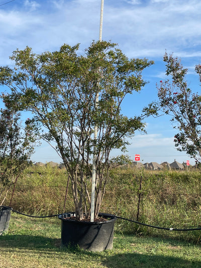 Crape Myrtle Natchez