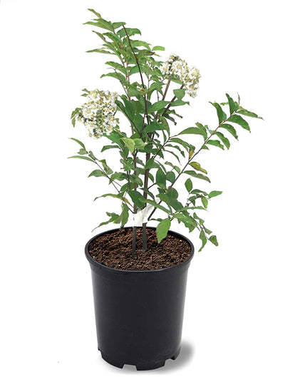 Crape Myrtle Natchez