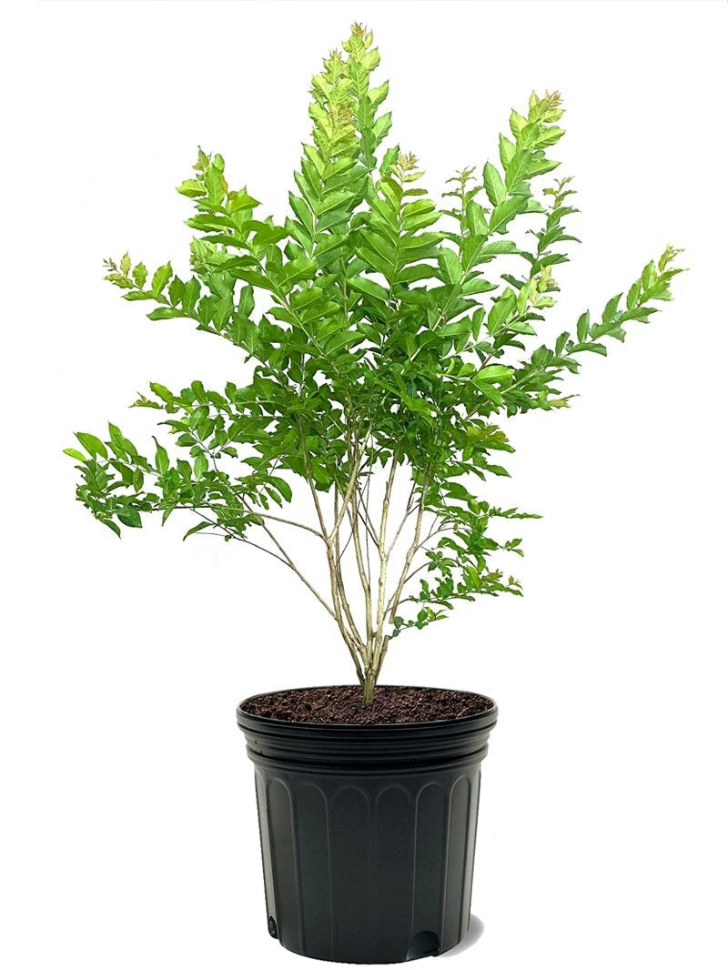 Crape Myrtle Natchez