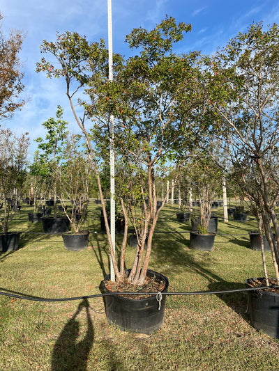 Crape Myrtle Natchez