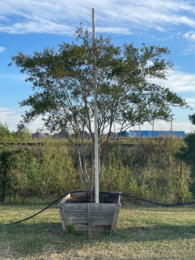Crape Myrtle Natchez