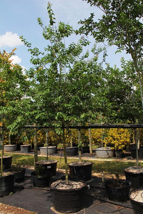 Crape Myrtle Natchez