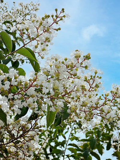 Crape Myrtle Natchez