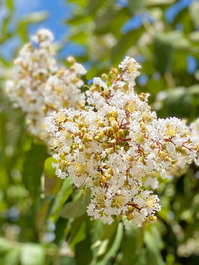 Crape Myrtle Natchez