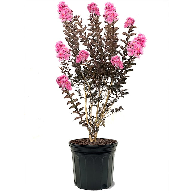 Crape Myrtle Pocomoke