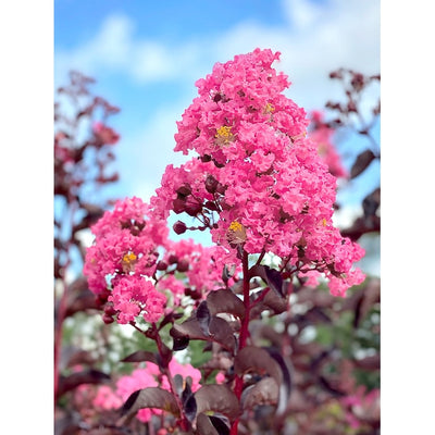 Crape Myrtle Pocomoke
