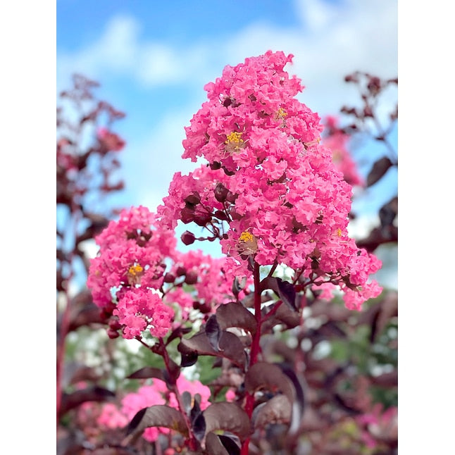 Crape Myrtle Pocomoke