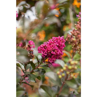 Crape Myrtle Pocomoke