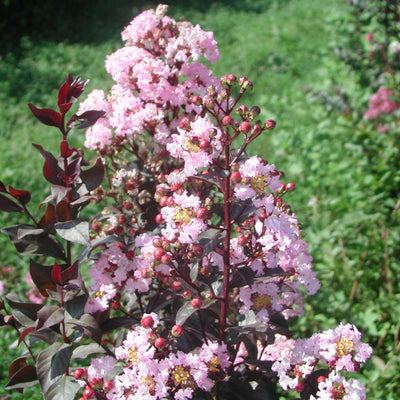 Crape Myrtle Rhapsody in Pink
