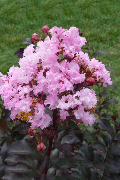 Crape Myrtle Rhapsody in Pink