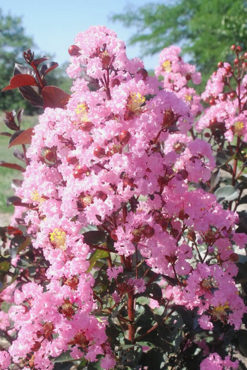Crape Myrtle Rhapsody in Pink