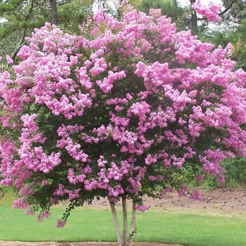 Crape Myrtle Rhapsody in Pink