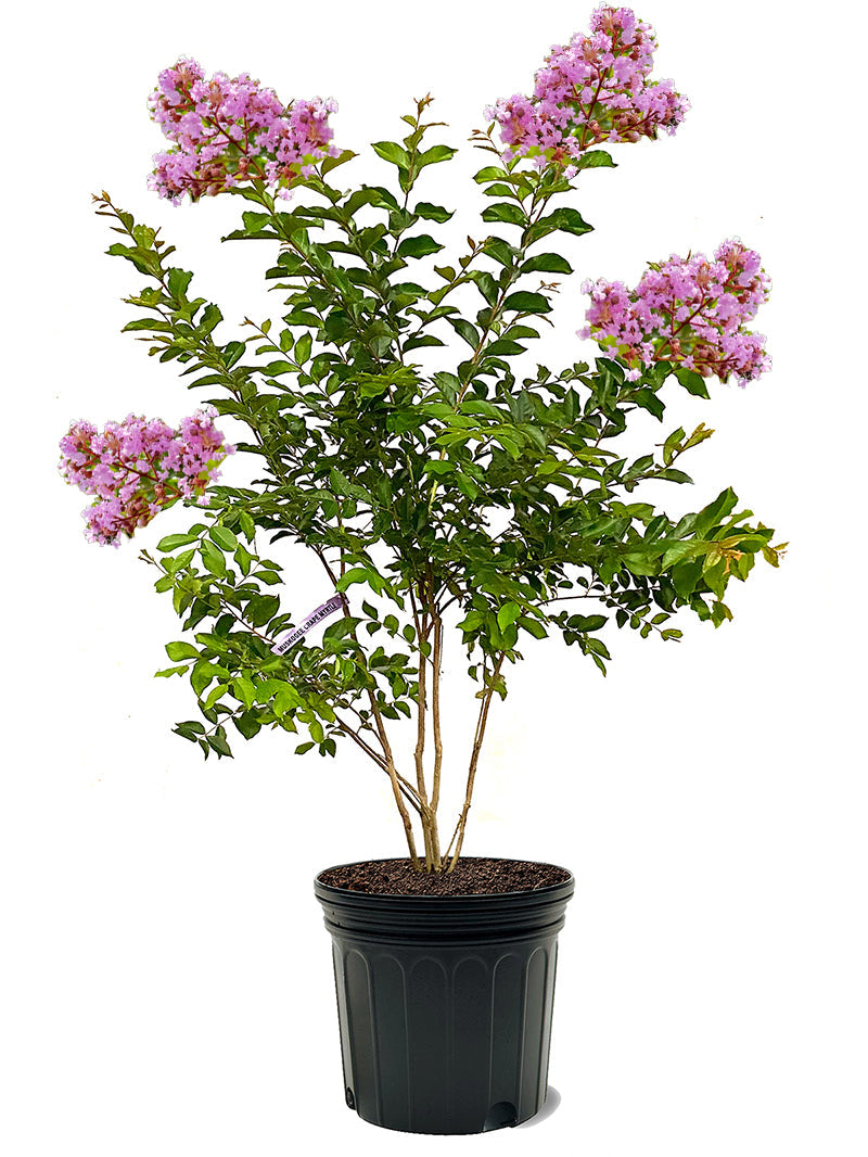 Crape Myrtle Muskogee