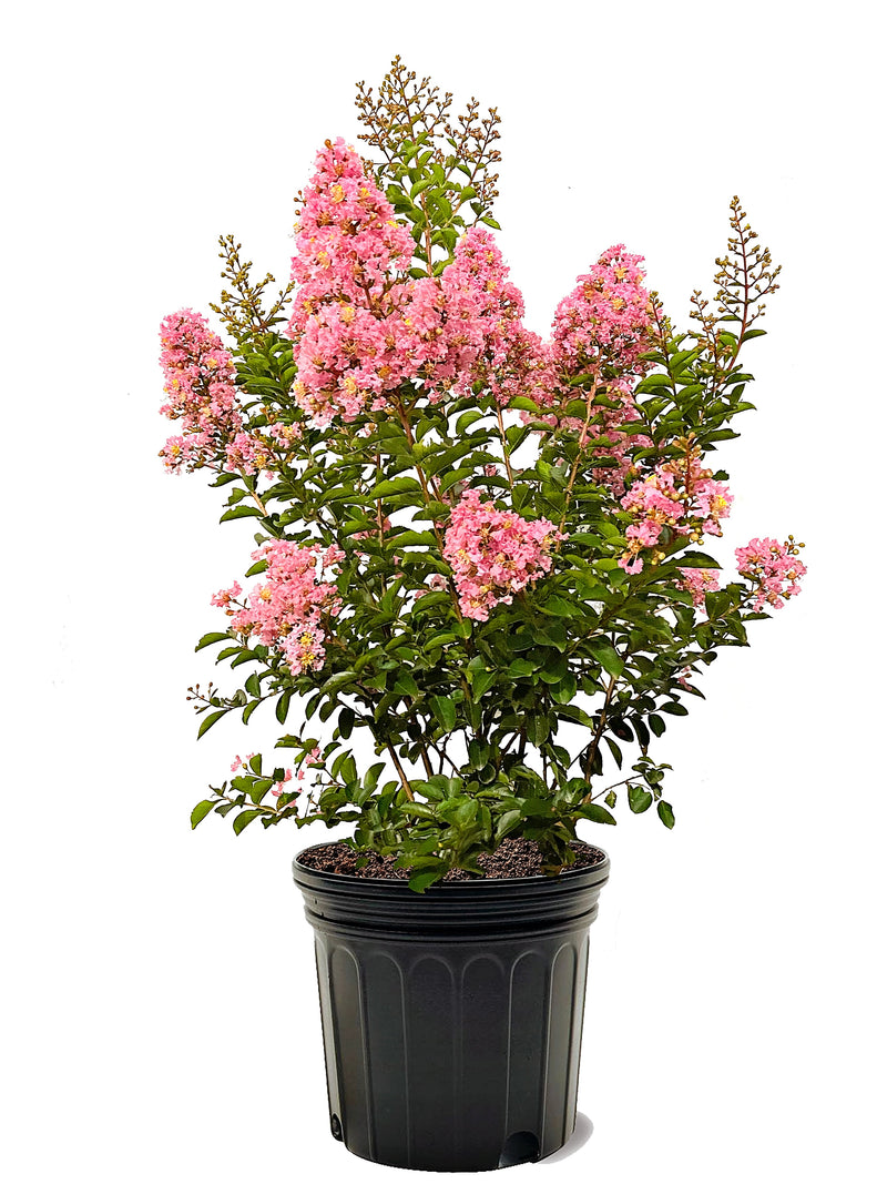 Crape Myrtle Sioux