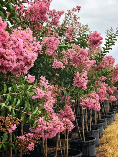Crape Myrtle Sioux