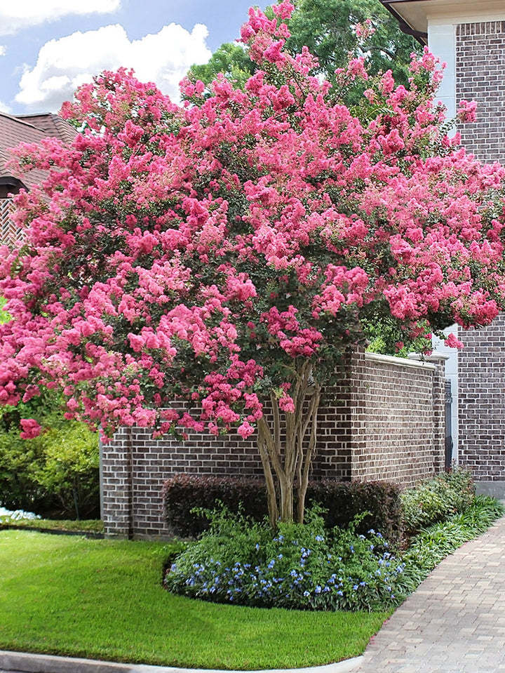 Crape Myrtle Sioux – Texas Tree Farms