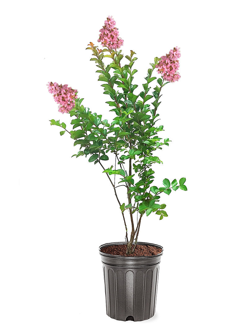 Crape Myrtle Sioux