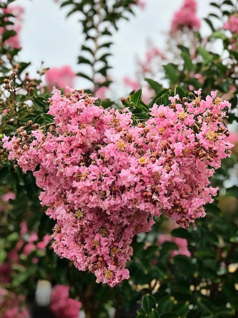 Crape Myrtle Sioux