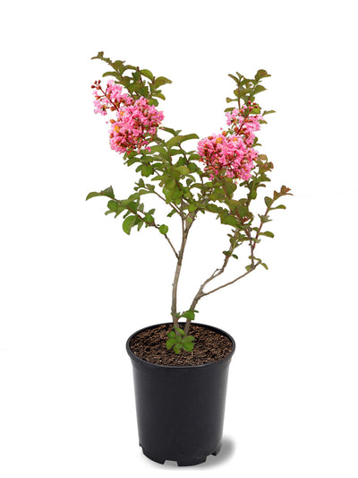 Crape Myrtle Sioux