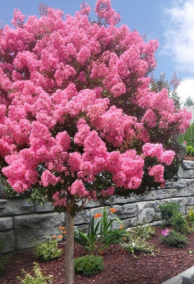 Crape Myrtle Sioux