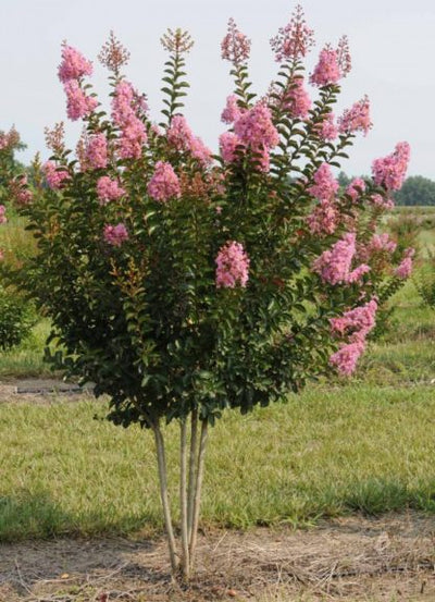 Crape Myrtle Sioux