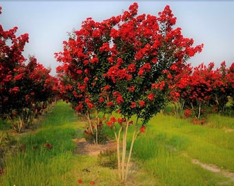 Crape Myrtle Watermelon
