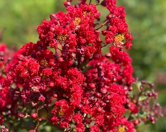 Crape Myrtle Watermelon