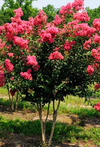 Crape Myrtle Watermelon