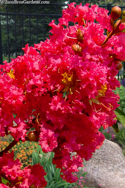 Crape Myrtle Watermelon