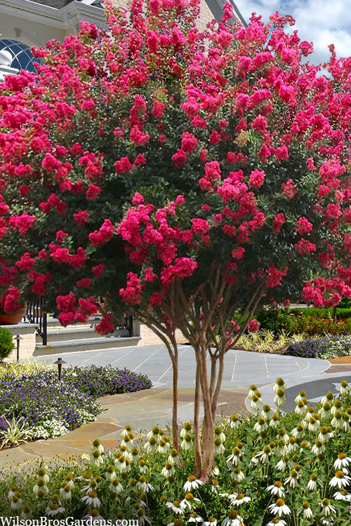 Crape Myrtle Watermelon