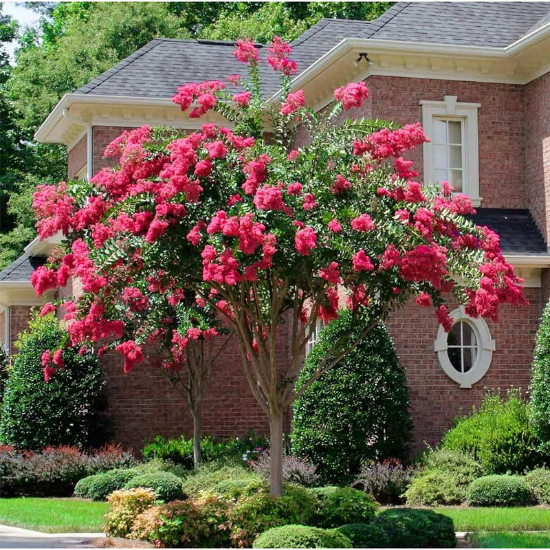 Crape Myrtle Watermelon