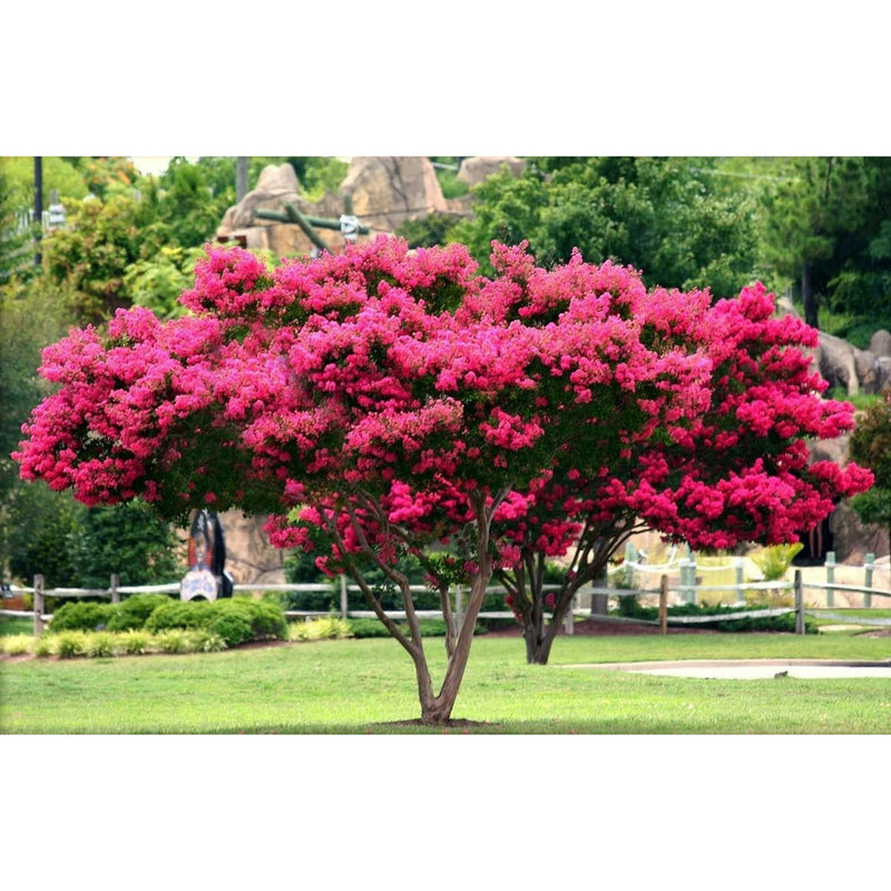 Crape Myrtle Watermelon
