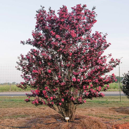 Crape Myrtle Twilight