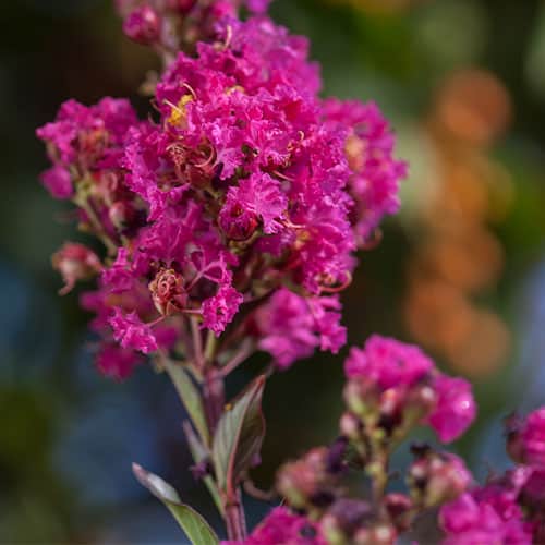 Crape Myrtle Twilight