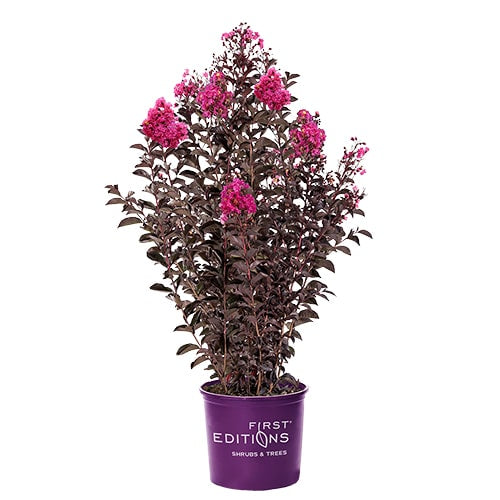 Crape Myrtle Twilight