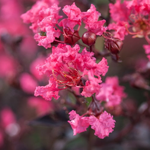 Crape Myrtle Twilight