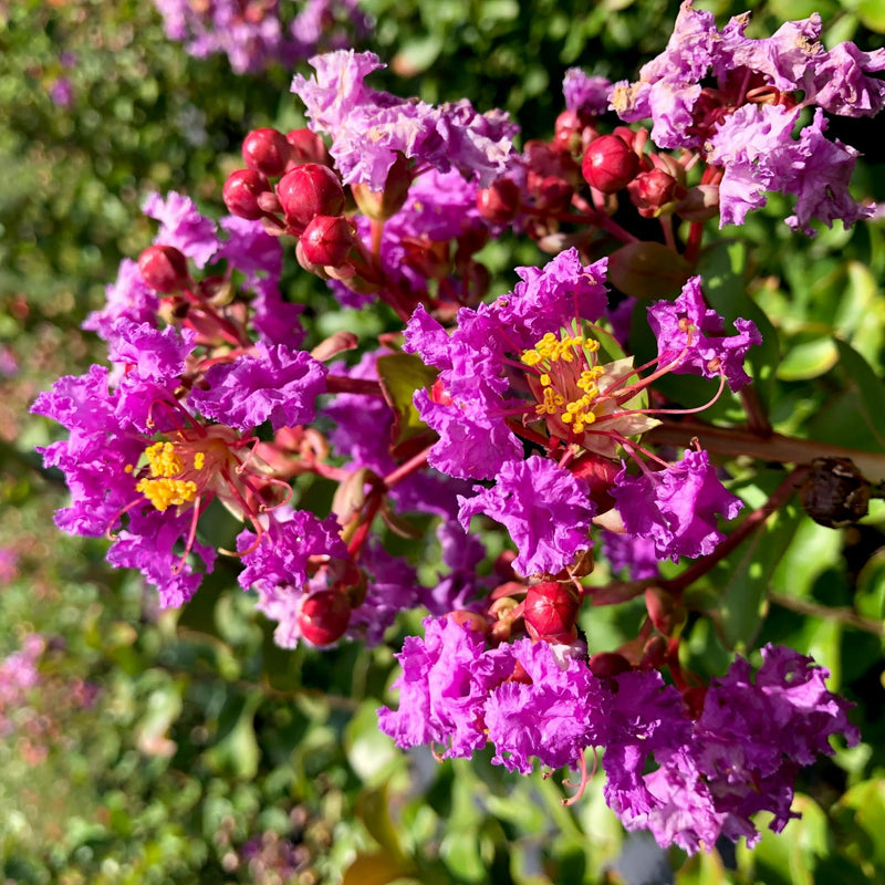 Crape Myrtle Twilight
