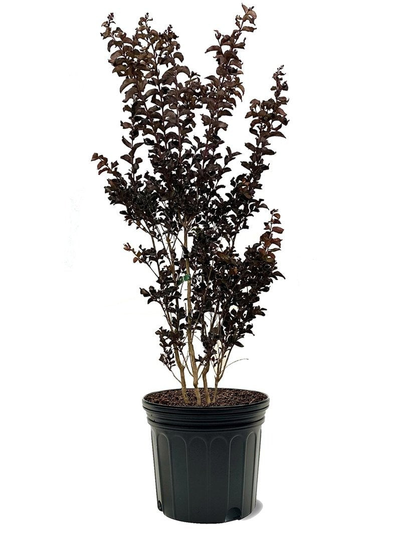 Crape Myrtle Black Diamond Mystic Magenta