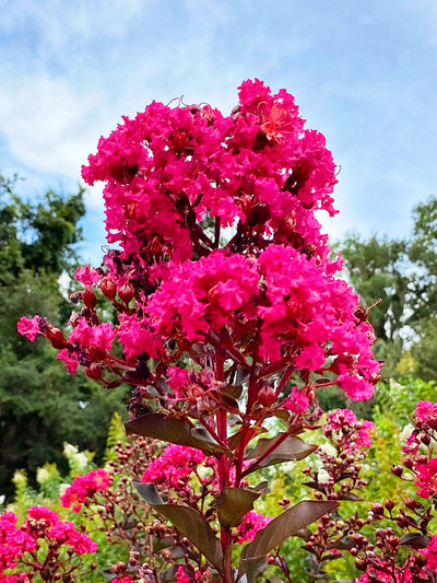 Crape Myrtle Black Diamond Mystic Magenta