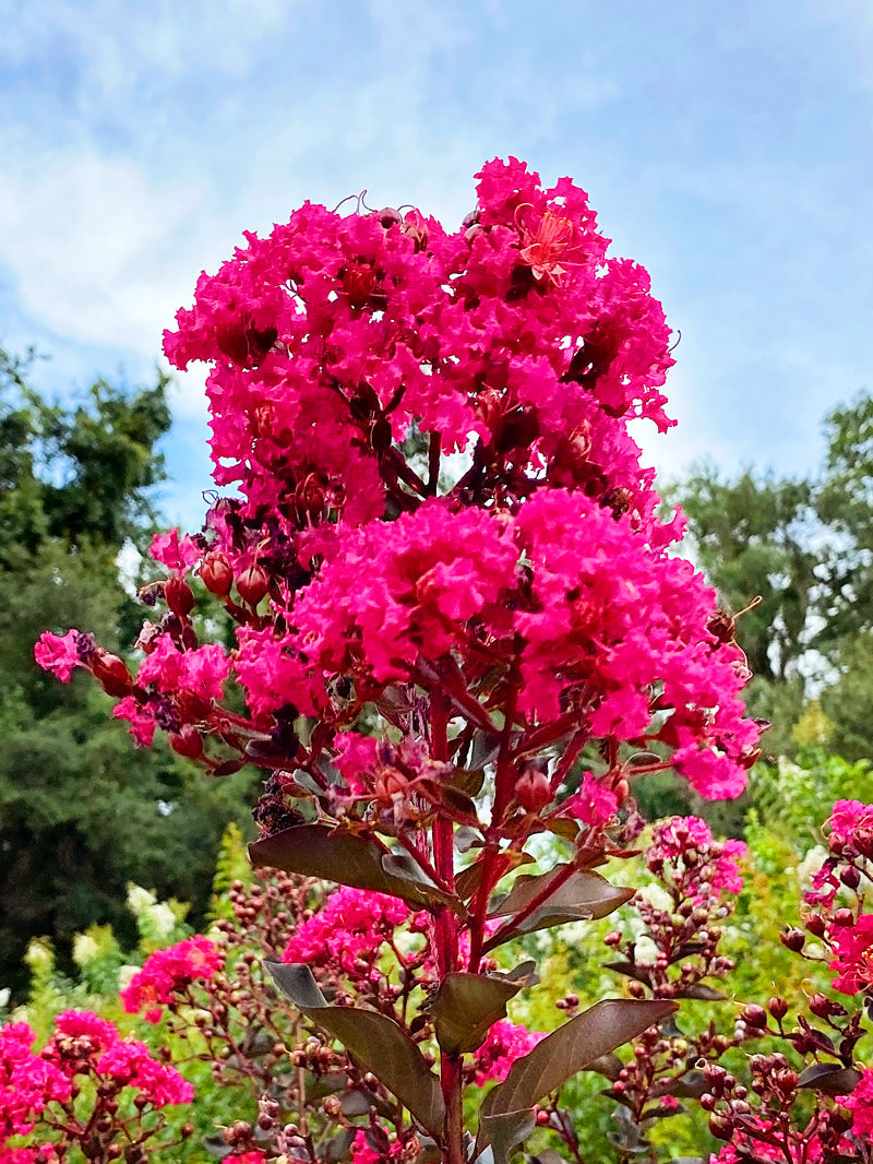 Crape Myrtle Black Diamond Mystic Magenta