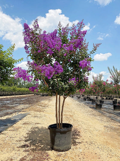 Crape Myrtle Muskogee