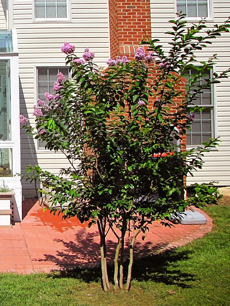 Crape Myrtle Muskogee